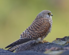 Female lesser kestrel (Falco naumanni), Extremadura, Spain, Europe