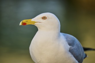 Yellow-legged gull (Larus michahellis), portrait, Venice, Italy, Europe