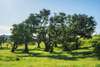 Centuries-old til trees in fantastic magical idyllic Fanal Laurisilva forest on sunset. Madeira