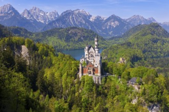 Neuschwanstein Castle embedded in a green landscape with the Alps in the background, Schwangau,