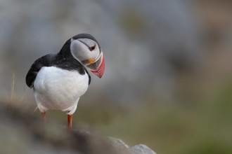 Puffin (Fratercula arctica), Norway, Runde Island, Europe