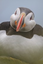 Puffin (Fratercula arctica) sitting on a cliff by the sea, frontal, portrait, summer, Latrabjarg,