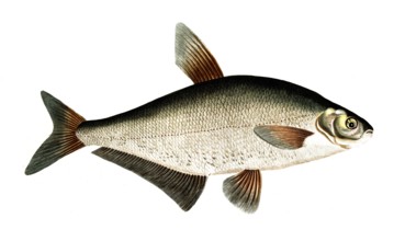 Fish, Fish, genus of carp fish, Cyprinus ballerus, the Sope, Historical, digitally restored