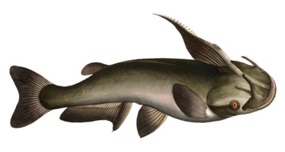 Fish, Fish, Fish genus from the family of the true catfish within the order of the catfish-like,