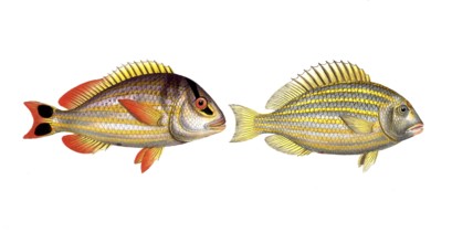 Fish, Fish, left: Genus of the family Perch, Perca juba, the tail spot, The Jub. right: Genus of