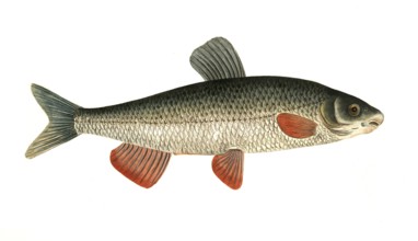 Fish, Fish, genus of carp fish, Cyprinus nasus, the nose, Historical, digitally restored