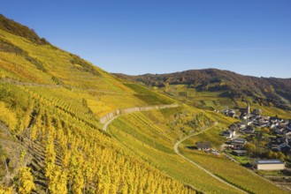 Vineyards in autumn, Mayschoß with parish church, red wine growing region Ahrtal, red wine of the