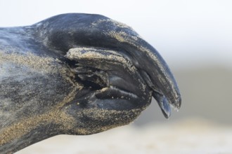 Grey seal (Halichoerus grypus) adult animal close up of its hind flippers, Norfolk, England, United