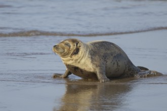 Common seal (Phoca vitulina) adult animal on a beach, Norfolk, England, United Kingdom, Europe