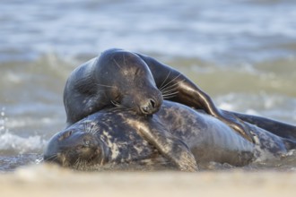 Grey seal (Halichoerus grypus) two adult animals in a loving embrace in the waves of the sea,