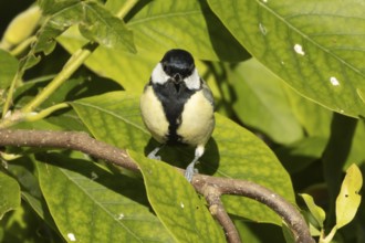 Great tit (Parus major) adult bird in a garden Magnolia tree, England, United Kingdom, Europe