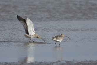 Eurasian curlew (Numenius arquata) adult bird displaying to another bird in a shallow lagoon,