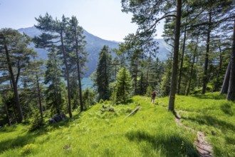 Mountaineers descending through green coniferous forest, view of Lake Achensee with Seekarspitze