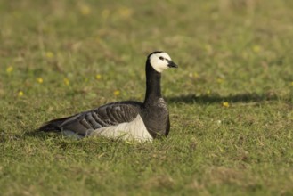 Barnacle goose (Branta leucopsis) adult bird sitting in a grass field, England, United Kingdom,