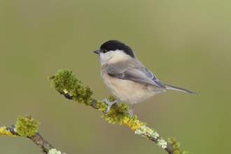 Willow Tit (Parus montanus), sitting on a branch overgrown with lichen, Wildlife, Animals, Birds,