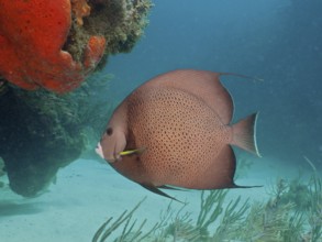 Gray angelfish (Pomacanthus arcuatus) swimming next to a sea sponge on a reef, dive site Blue Heron