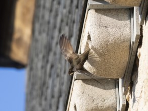 Common swift (Apus apus), adult bird in flight leaving its nest, which is one of a row of