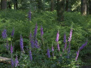 Common foxglove (Digitalis purpurea) in ferns illuminated by the sun, Lower Rhine, North