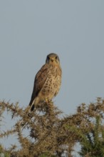 Common kestrel (Falco tinnunculus) adult falcon bird on a Gorse bush, England, United Kingdom,