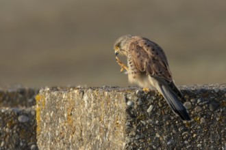 Common kestrel (Falco tinnunculus) adult falcon bird preening on a concrete post, England, United