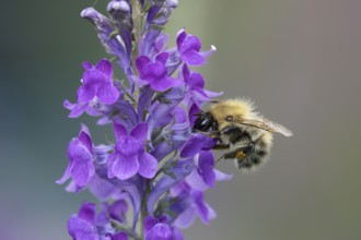 Common carder (Bombus pascuorum) adult bee feeding on a garden purple flower, England, United