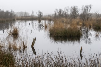 Autumnal moor landscape, Bargerveen, province of Drenthe, Netherlands