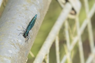 Banded demoiselle damselfly (Calopteryx splendens) adult male insect resting on metalwork in the