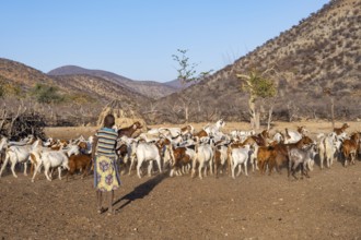 Himba boy with his herd of goats, traditional Himba village, Kaokoveld, Kunene, Namibia, Africa