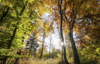 Beech forest, copper beech (Fagus sylvatica) in autumn with colourful leaves, backlit with sun