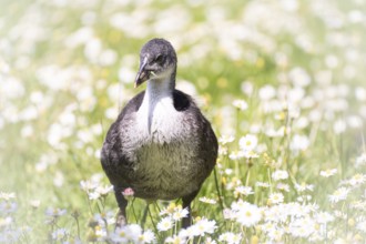 Eurasian Coot chicks (Fulica atra) standing in meadow surrounded by daisies, frontal view,