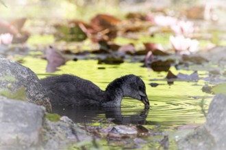 Eurasian Coot chicks (Fulica atra) swimming in the water, drinking, profile view, in the background