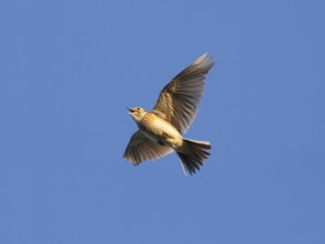 Eurasian skylark (Alauda arvensis) singing in flight against a blue sky in the breeding season,