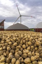 Biogas plant produces gas from various biomass, here the sugar beet storage, the electricity is