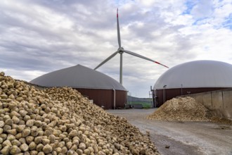 Biogas plant produces gas from various biomass, here the sugar beet storage, the electricity is