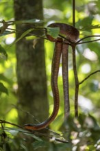 American whipsnake (Mastigodryas melanolomus), slithering on a branch, in the rainforest, Corcovado