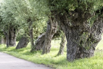 Old pollarded willow, willow (Salix viminalis), Poel Island, Mecklenburg-Western Pomerania,