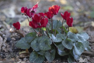 Cyclamen hederifolium or Neapolitan cyclamen (Cyclamen hederifolium), Emsland, Lower Saxony,