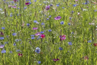 Flower meadow with cornflowers (Centaurea cyanea) and cosmos (Cosmos), Emsland, Lower Saxony,