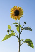 Sunflower (Helianthus annuus) in full bloom towering high against the blue sky, Copenhagen,