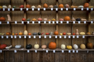 Classification, nomenclature, labelling shelf with various pumpkins, pumpkin exhibition, pumpkins,