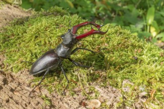 Male Raven Kite (Lucanus cervus) on the trunk of a dead tree in the forest in spring. Bas Rhin