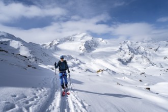 Ski tourers in a snow-covered mountain landscape, mountain peak Monte Cevedale and glacier