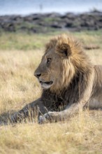 Lion (Panthera leo), animal portrait, adult male, lying in dry grass, Khwai, Okavango Delta, Moremi