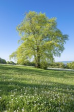 European beech (Fagus sylvatica), solitary in spring standing in a meadow with dandelion (Taraxacum