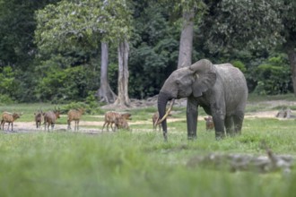 Forest elephant (Loxodonta cyclotis) and bongo antelope (Tragelaphus eurycerus) in the Dzanga Bai