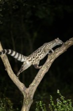 Common genet (Genetta genetta), climbing on a tree wildlife in a forest, Montseny National Park,