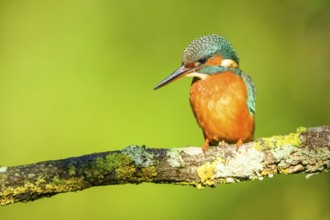 Common kingfisher (Alcedo atthis) sitting on a branch with autumncolours, wildife, Catalonia,