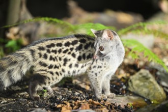 Common genet (Genetta genetta), wildlife in a forest, Montseny National Park, Catalonia, Spain,