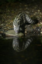 Common genet (Genetta genetta) at the shore of a lake, wildlife in a forest, Montseny National