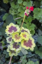 Pelargonium (Pelargonium), Speyer, Rhineland-Palatinate, Germany, Europe